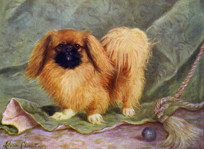El Pekinés, Campeón Chu-erh de Alderbourne de Lilian Cheviot